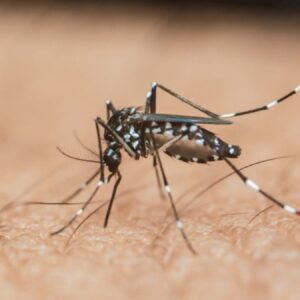 avrupada sivrisinek alarmi salginlar rekor seviyede virus yayiliyor Uwk92rif