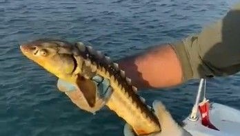 balikcilarin agina takildi geri denize birakildi lVgWQrrH