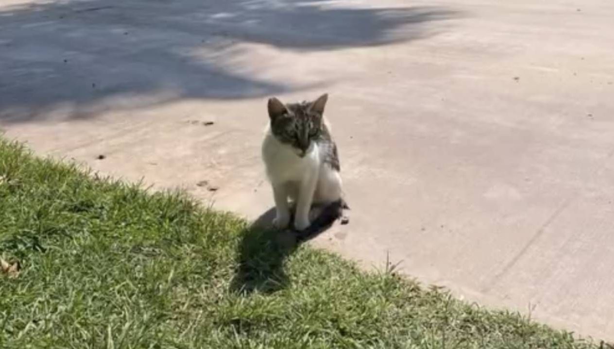 denize dusen kedi kurtarildi 8RAUVIhb