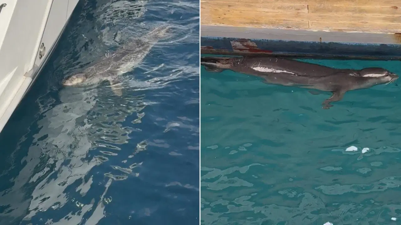 bodrumda fok goruntulendi amY1y9KB.jpg