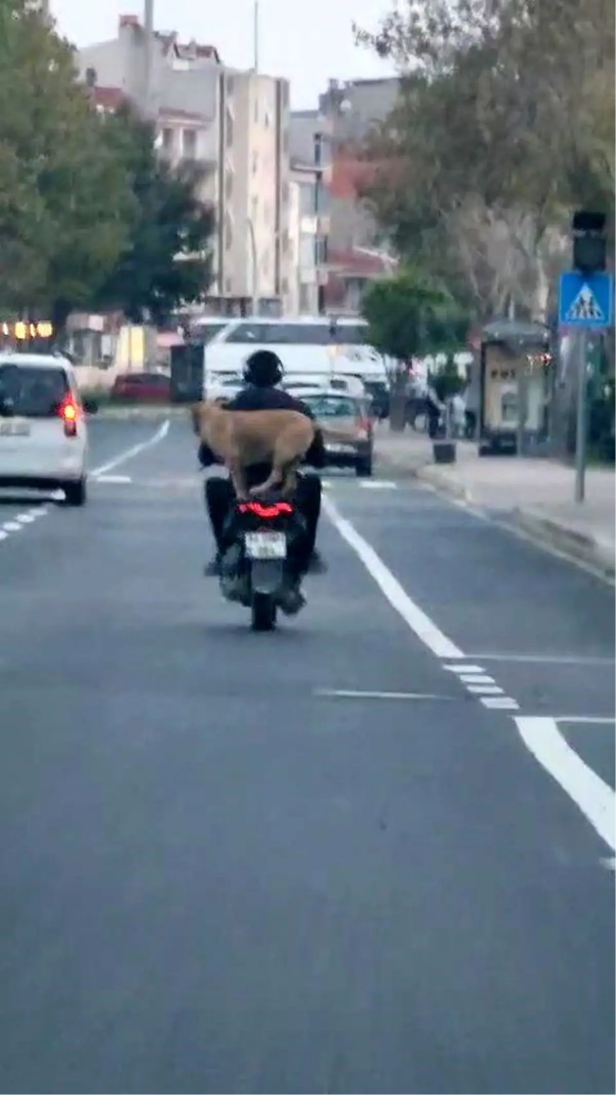 kopek motosiklete bindi neselendirdi dEb3tSn8.jpg