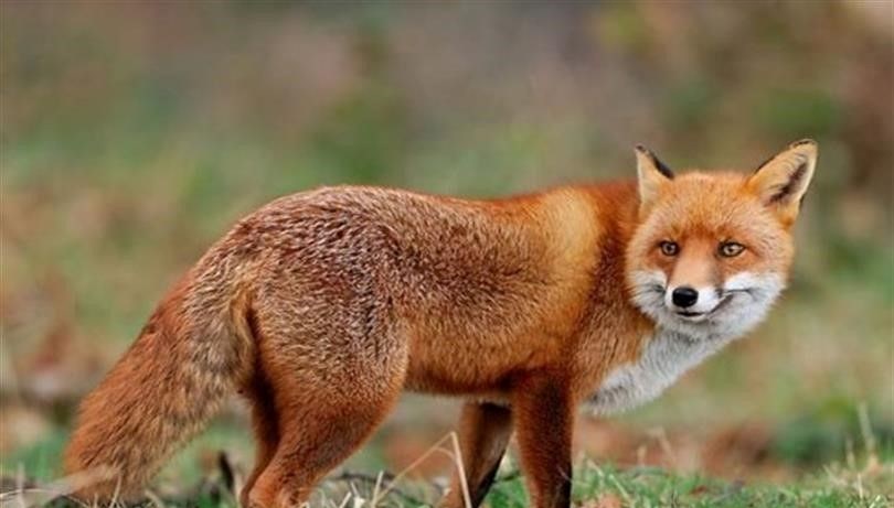 malatyada yaban hayvanlari havadan asilanacak G7pFXZVx