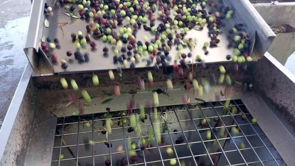 mersinin mut ilcesinde zeytin hasadi basladi 120 bin ton rekolte bekleniyor BdmRAx9J.jpg