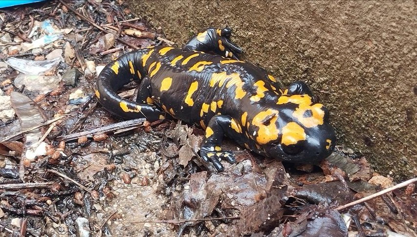 nesilleri tehdit altinda bitliste sari benekli semenderler goruldu b9RsOOPX.jpg