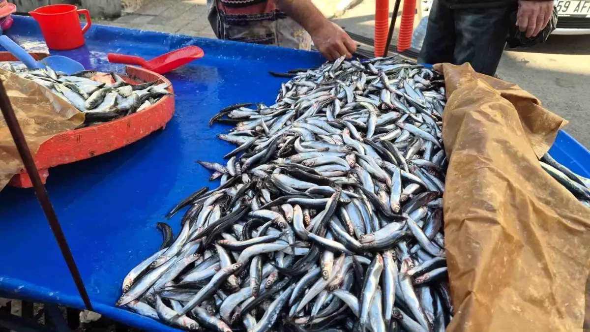 suleymanpasada hamsi ve sardalya fiyatlari dususte jlWEIU4N.jpg