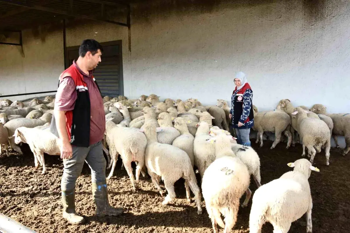 aliagada damizlik koyun uretim merkezi projesi tamamlandi rQi7J2FD.jpg