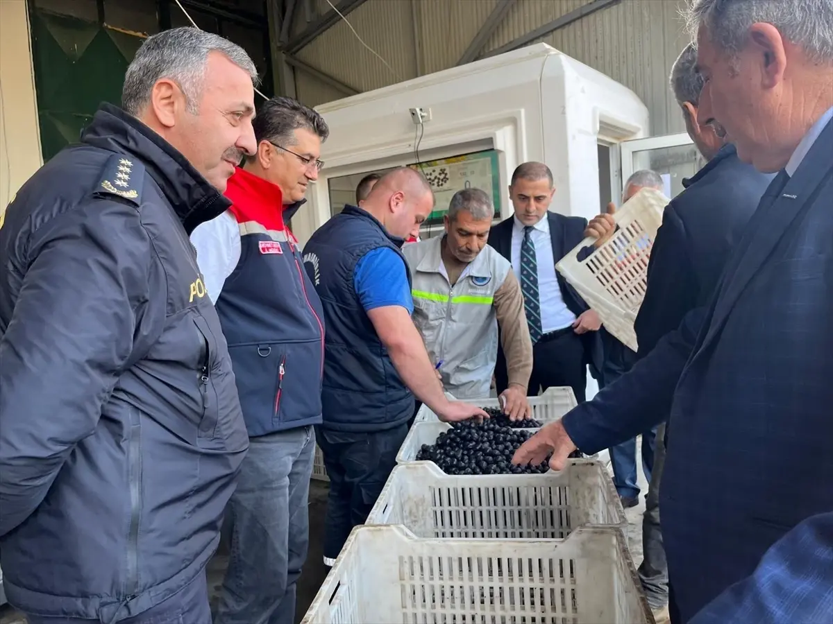 sarkoyde zeytin hasadi etkinligi DzSjCdqw.jpg