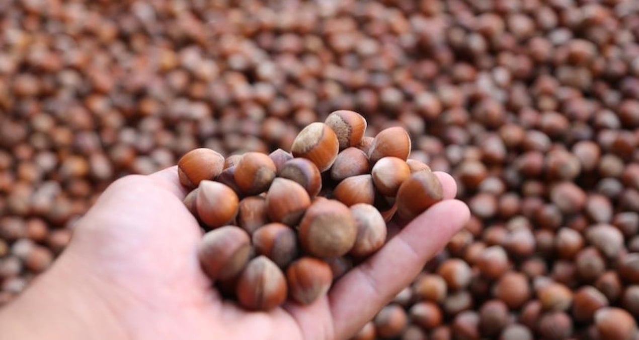 turkiye findik ihracatindan 10 ayda 18 milyar dolarlik gelir WUgV1v4L.jpg