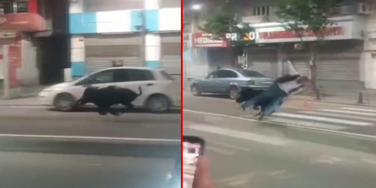 Batman’da Yaban Domuzu Krizi: 3 Yaralı