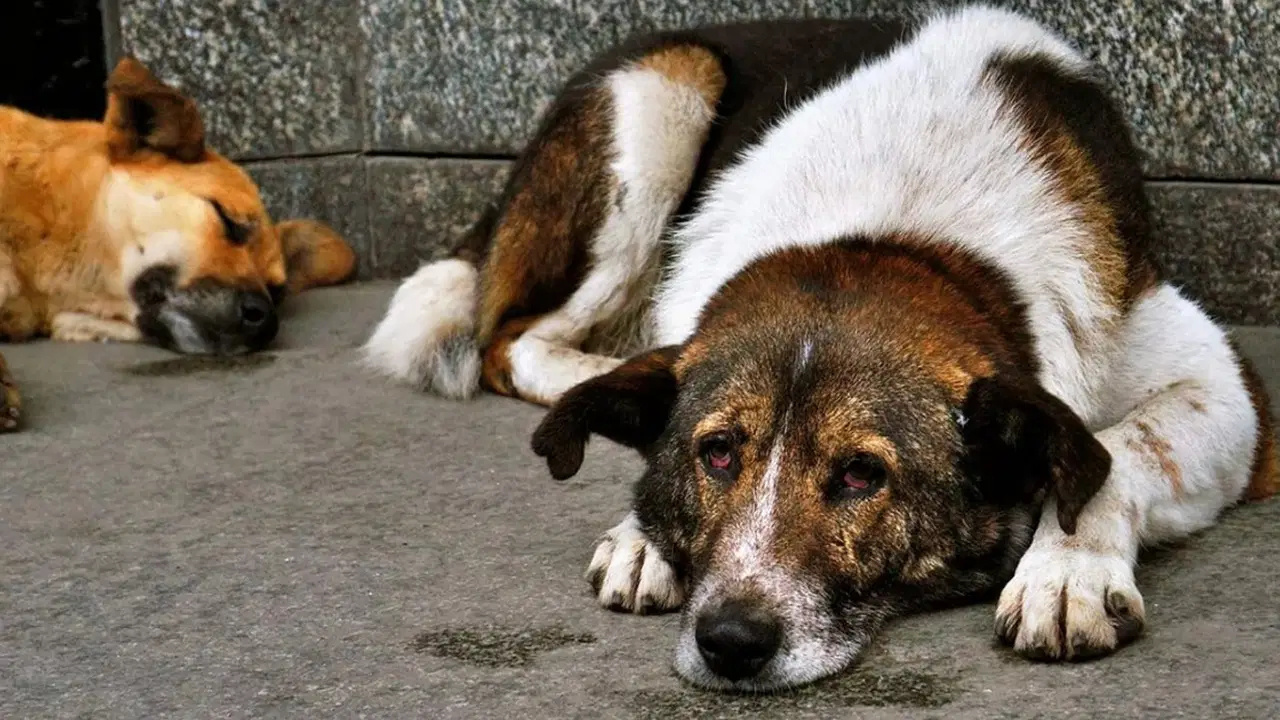 NATO Zirvesi Öncesinde Sahipsiz Köpeklerin Toplanması Talimatı