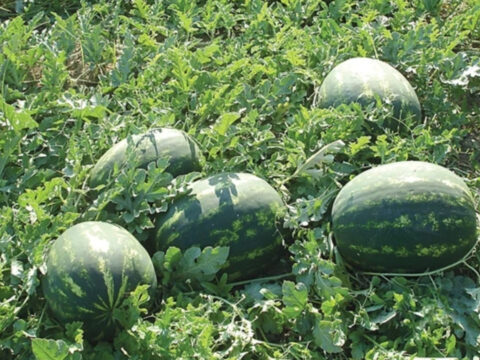 Maliyet artiyor fiyat yerinde sayiyor karpuzda imkansiz denklem 17Mkwu1Y